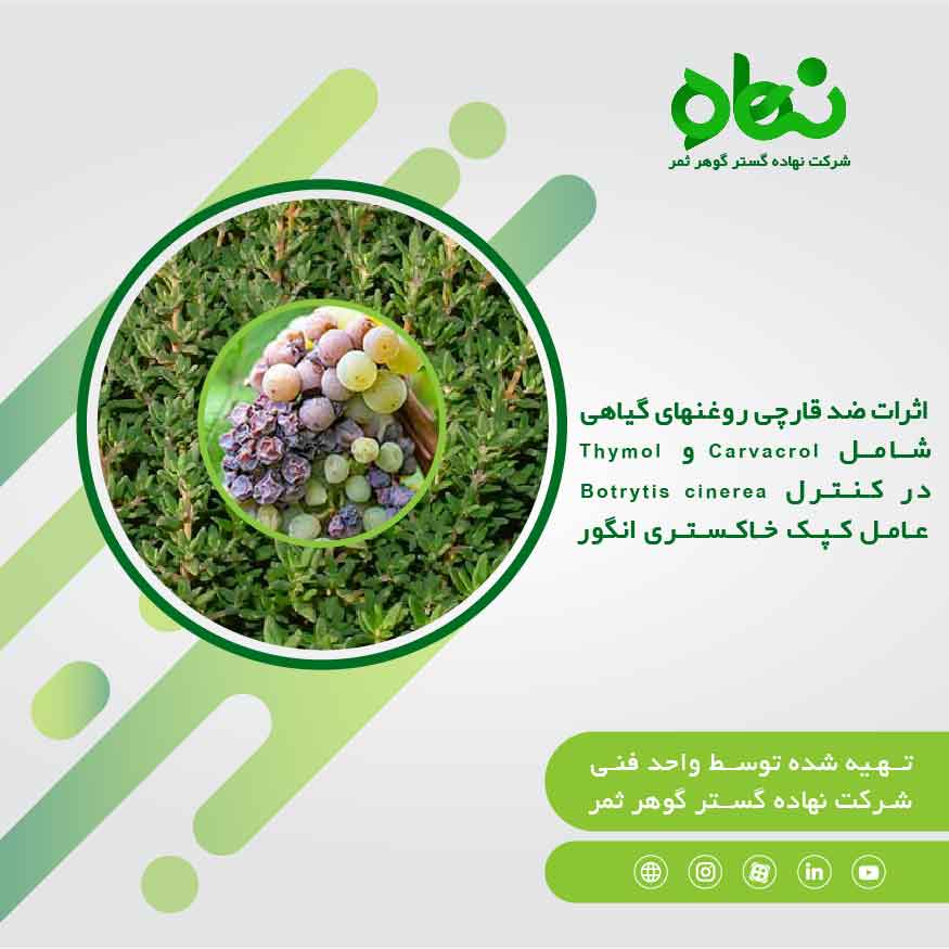 اثرات ضد قارچی روغن های گیاهی شامل Carvacrol و Thymol